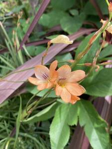 tolitonia orange цветение . весна луковица no. 4 вид mail 75g отправка бесплатная доставка 