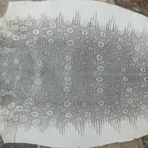 トカゲ革 幅29cmリザード皮革 ナチュラルの画像1