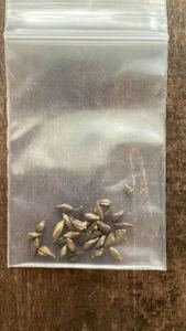 センナメリディオナリス　種　種子　15粒