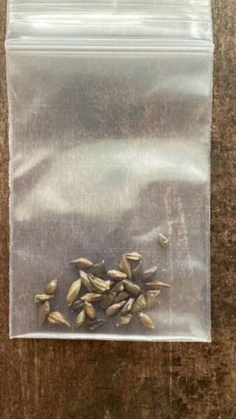 センナメリディオナリス　種　種子　10粒