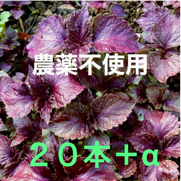 農薬不使用　赤しそ苗　２０本＋α