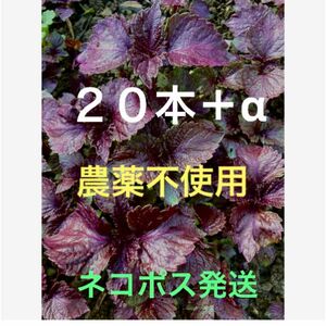 農薬不使用　赤しそ苗　20本＋α