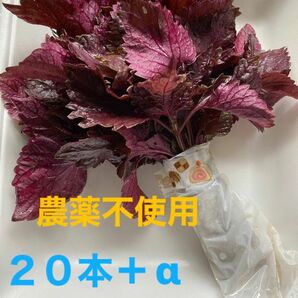 農薬不使用　赤しその苗　20本＋α