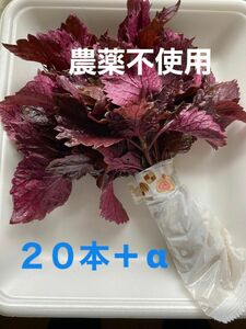 農薬不使用　赤しその苗　20本＋α