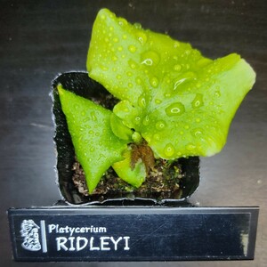 [ staghorn fern ]Ridleyilido Ray . seedling No.520A