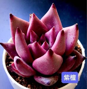 新入荷★韓国苗★紫檀★レア種★超可愛い紅葉大苗★超美苗★多肉植物★エケベリア