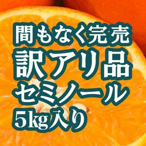 【お買得品】和歌山県有田産　セミノール　訳あり品　有田みかん　爽やかな甘酸っぱさ　果汁たっぷり　低農薬栽培　5㎏　温州みかん