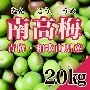 【紀州南高梅】青梅　南高梅　20㎏　5月下旬よりお届け　和歌山県産 なんこうばい　梅ジュース　梅酒　サイズ混合　産地直送