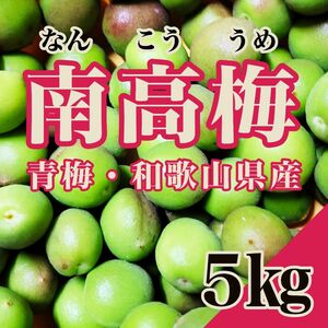 【紀州南高梅】青梅　南高梅　5㎏　5月下旬よりお届け　和歌山県産 なんこうばい　梅ジュース　梅酒　サイズ混合　産地直送