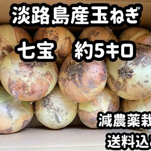 淡路島産玉ねぎ　七宝　M~L混合　約5キロ