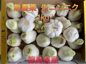 生ニンニク 徳島県産 無農薬