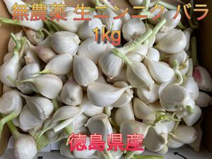 生ニンニク 徳島県産 無農薬 バラ