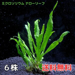 ミクロソリウムナローリーフ (6株12葉前後) 水草 陰性水草 アクアリウム 送料無料 シダ