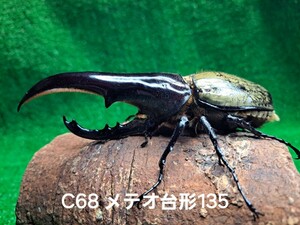 ヘラクレス　オスC68メテオ台形　メスC68メテオ通常タイプのペアになります