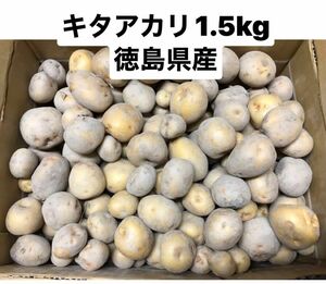 新じゃがいも　キタアカリ　1.5kg コロコロサイズ　徳島県産　ゆうパケットプラス箱