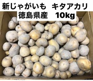 新じゃがいも　キタアカリ　10kg コロコロサイズ