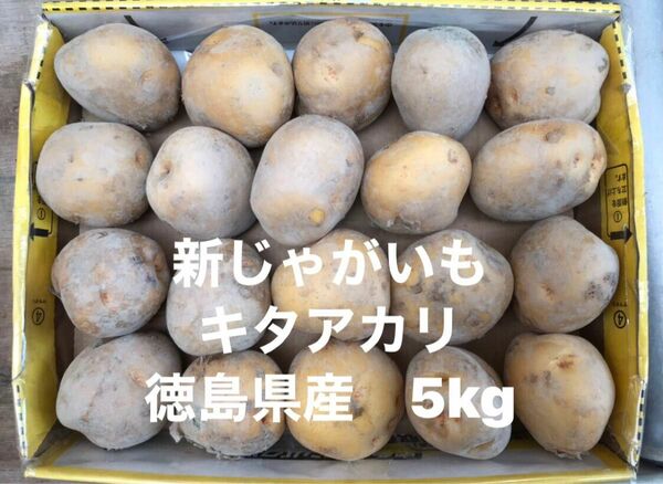 新じゃがいも　5kg箱込　きたあかり　徳島県産