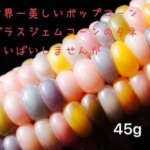 世界一　美しいと言われるグラスジェムコーンの種　45g