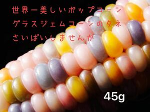 世界一　美しいと言われるグラスジェムコーンの種　45g