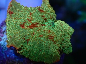 【CKブリード】Jawbreaker Mushroom　ジョーブレイカー　ディスクコーラル　サンゴ　