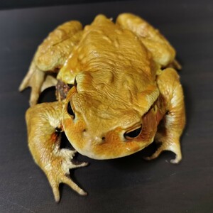 餌食い良好オレンジフェイス　アズマヒキガエル　検索【ヒキガエル　両生類　カエル　蛙】