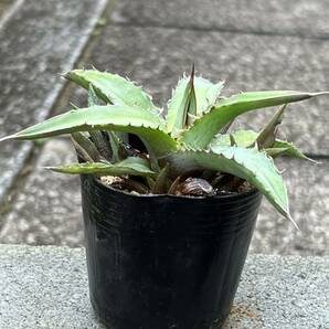 2株セット アガベ キシロナカンサ Agave xylonacantha アガベ ワコマヒー Agave wocomahiの画像2