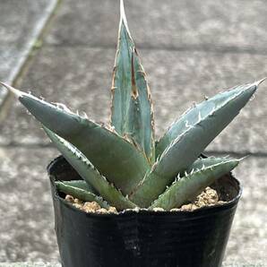 Agave ghiesbreghtii purpusorum アガベ ジェスブレイティ パープソラムの画像1