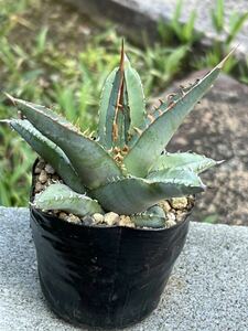 Agave ghiesbreghtii purpusorum アガベ ジェスブレイティ パープソラム