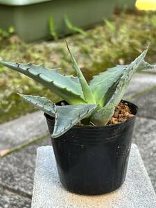 アガベ ジェントリー Agave gentryi