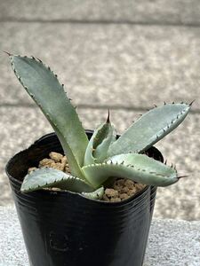 アガベ パリ—トランカータ Agave parryi var. truncata