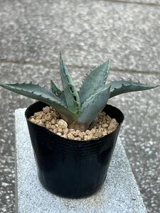 アガベ ジェントリー Agave gentryi