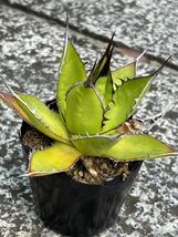 アガベ ホリダ Agave horrida ssp. horrida_画像3