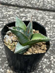 Agave ghiesbreghtii purpusorum アガベ ジェスブレイティ パープソラム