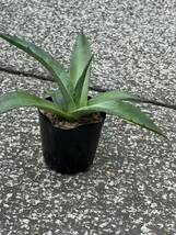 2株セット　アガベ シャウィ Agave shawii subsp. shawii　Agave havardiana アガベ ハバーディアナ_画像3