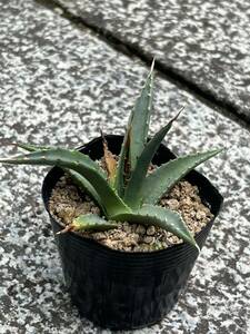 アガベ エボリスピナ Agave utahensis var. eborispina　