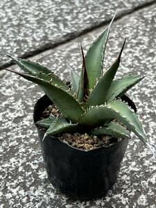 Agave ghiesbreghtii purpusorum アガベ ジェスブレイティ パープソラム