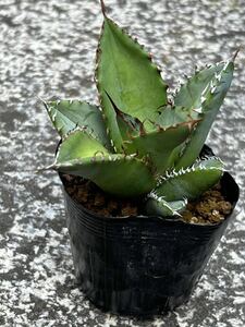 アガベ オテロイ Agave oteroi　※検索用　チタノタ　titanota