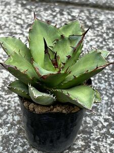 　アガベ チタノタ ドワーフ Agave titanota 'Dwarf' 