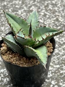 アガベ チタノタブルー Agave titanota 'Blue'