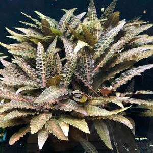  Cryptocoryne *afi varnish red 20 stock +α