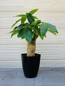  pakira better fortune * decorative plant 