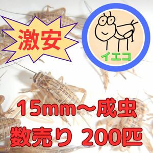 ヨーロッパイエコオロギ　数売り 200匹　15mm～成虫