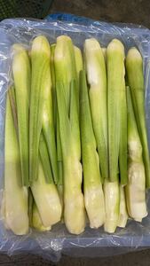 780.特売数量限定中国産　白新鮮野菜　マコモダケ　真菰　箱込み5kgクール便