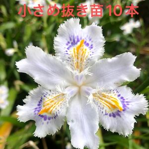 シャガ　小さめ抜き苗　10本