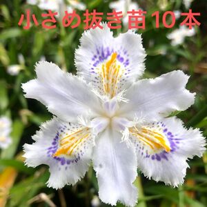 シャガ　小さめ抜き苗　10本