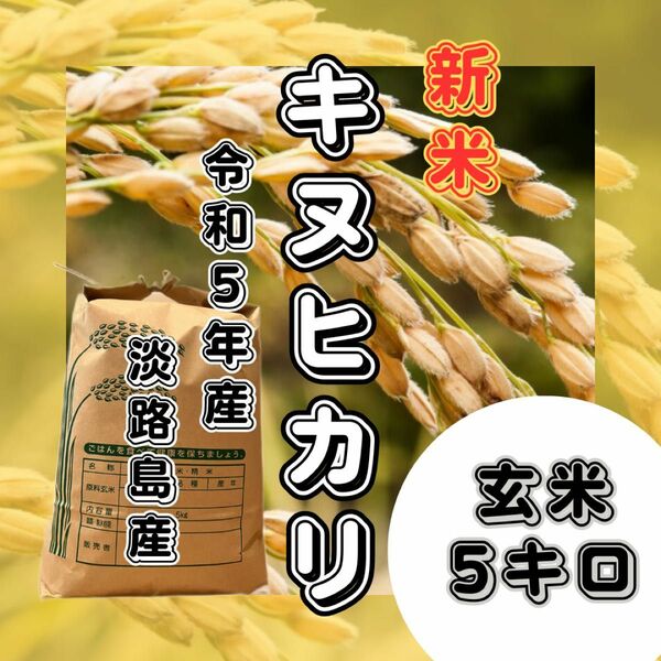 【新米　令和5年産】淡路島産　キヌヒカリ　玄米5キロ　低農薬　産地直送　セール　お得