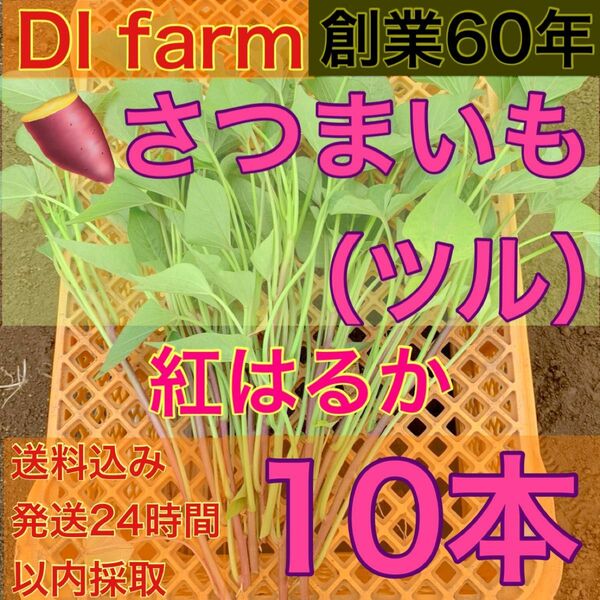 5・6月限定　さつまいも苗　紅はるか苗　10本　栽培用 芋苗 受注受付後 収穫 発送