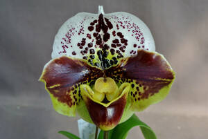 【最新整形パフィオ】OS32 Paph. ( New Generation×Hot Spot )`12217' × Katsutawin `Ayako' BM/JOGA 　