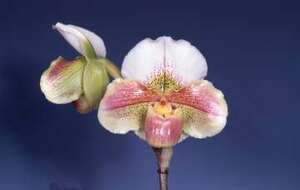 【入賞花パフィオ】Paph. Carmen Coll `Pink Monster' SM/JOGA