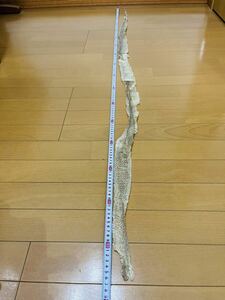 蛇の抜け殻■特大 166ｃｍ■へび 脱皮■縁起物■金運アップ■御守り■安産の象徴■脱け殻■脱皮■一本抜け